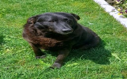 Mixed Breed dogs for adoption: Old and Loyal Bobb, longing for his first Home 🐾 - Image 1
