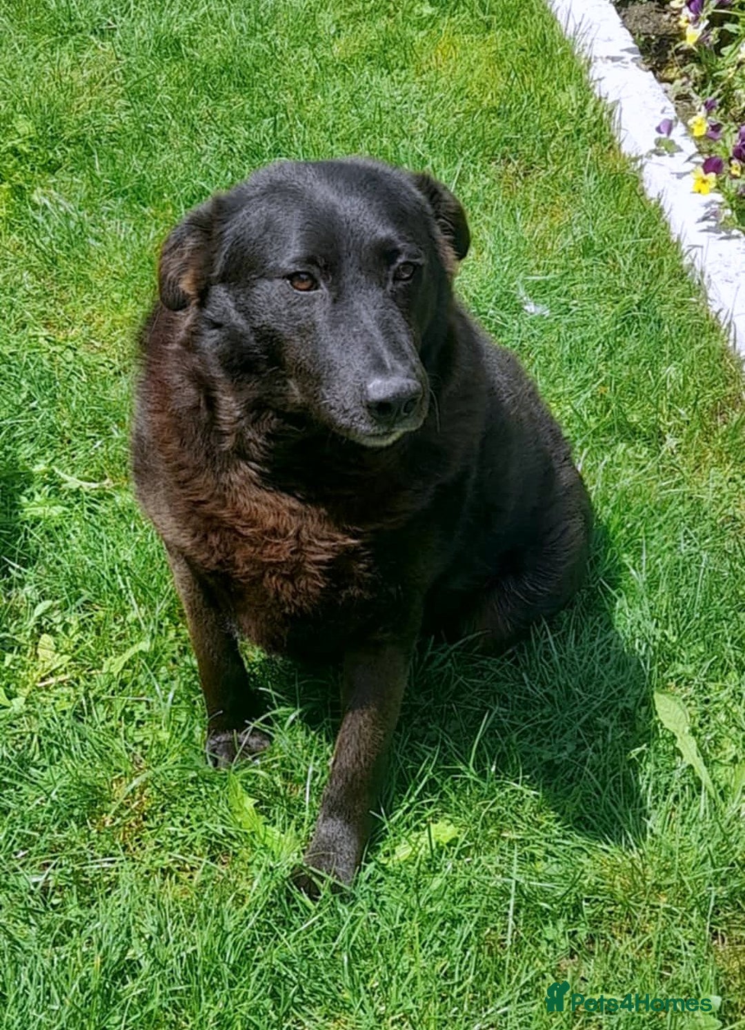 Mixed Breed dogs for adoption: Old and Loyal Bobb, longing for his first Home 🐾 - Image 1