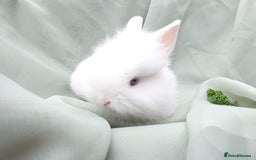 Mini Lop rabbits for sale: Spayed/neutered rabbits for adoption - Image 14