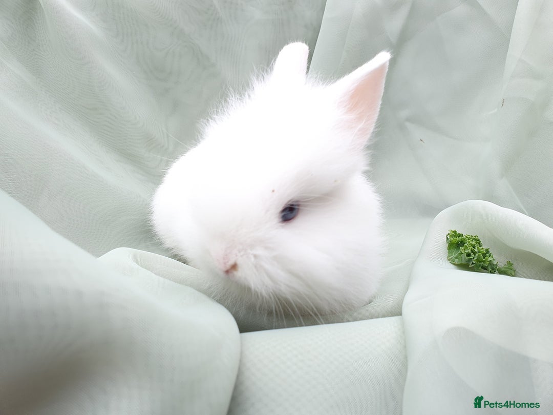 Mini Lop rabbits for sale: Spayed/neutered rabbits for adoption - Image 14