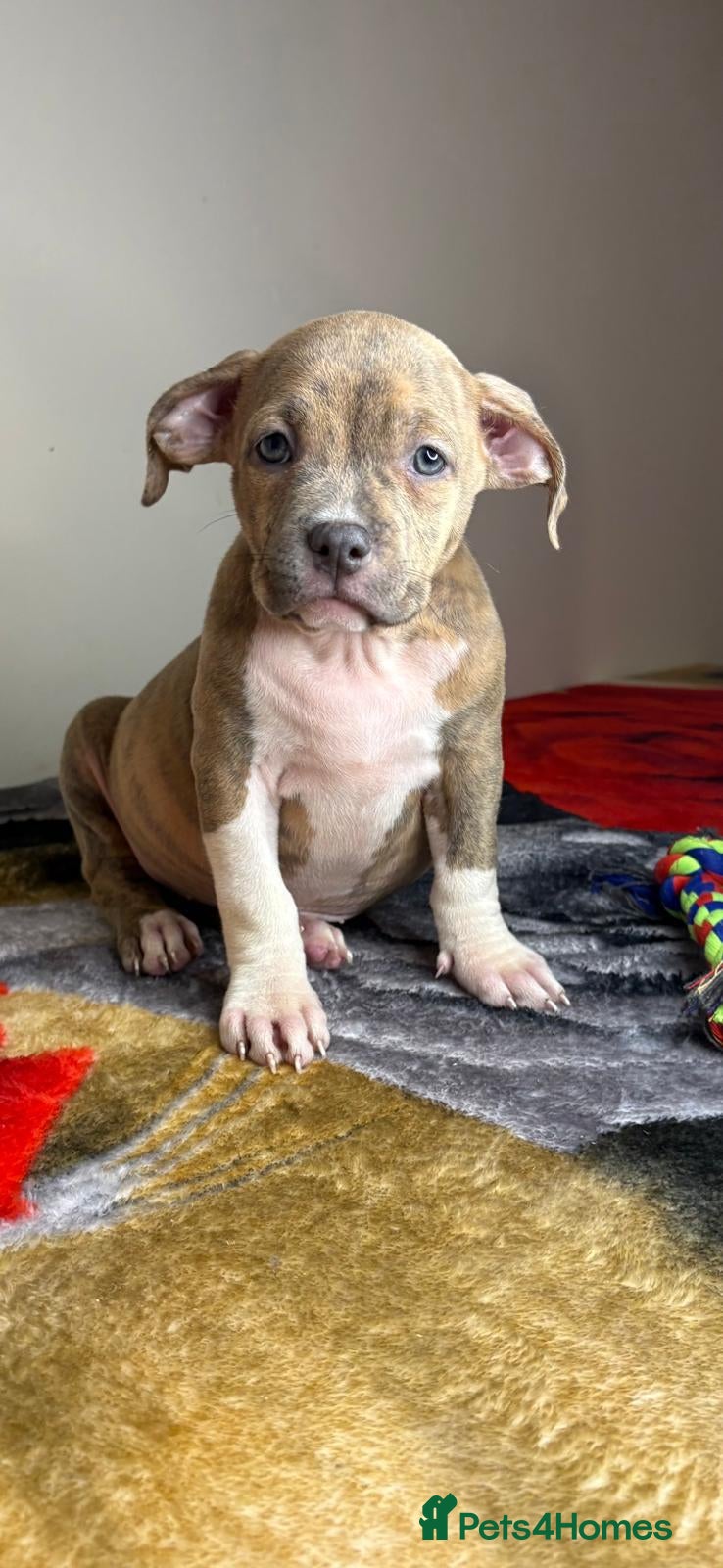 American Bully dogs Last few remaining pocket bullys  - Advert 2