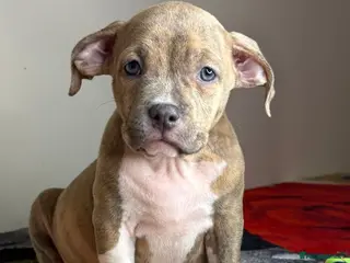 American Bully dogs Last few remaining pocket bullys - Advert 2