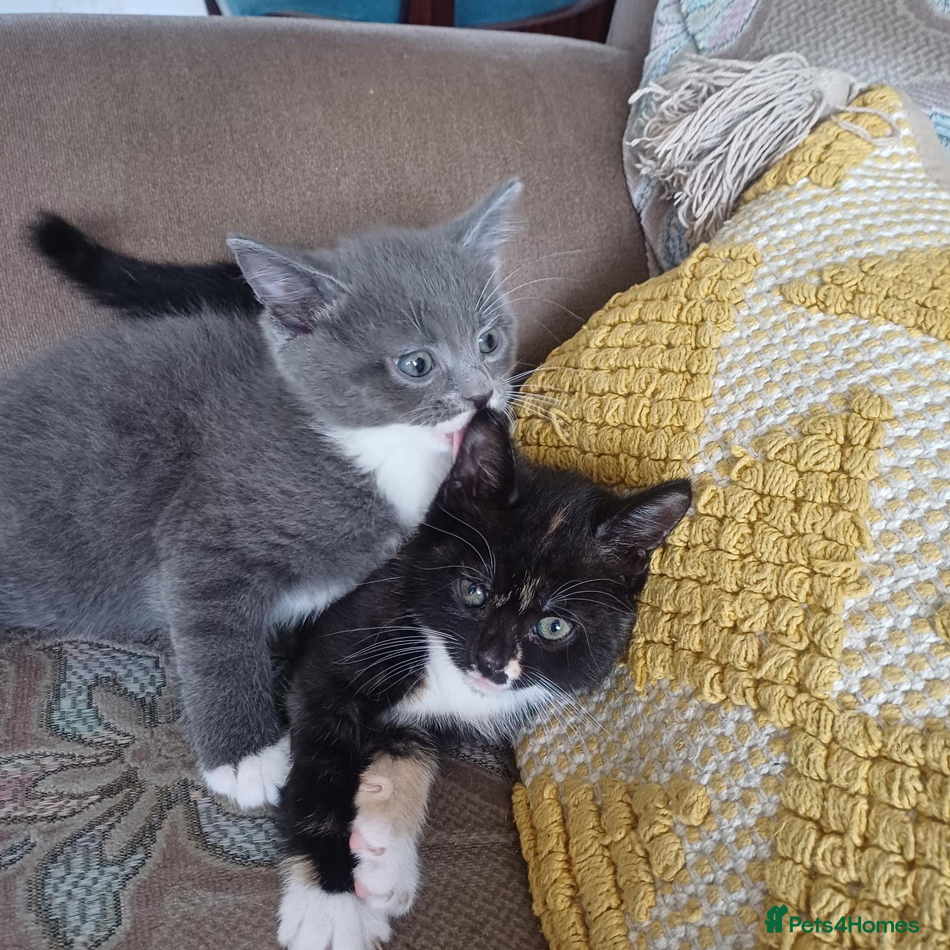 Mixed Breed cats Beautiful kittens😍😍😍😍😍 - Advert 11