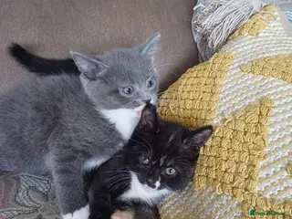 Mixed Breed cats Beautiful kittens😍😍😍😍😍 - Advert 11