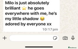 Golden Retriever dogs for sale: KC, Extensively Health tested Parents. Snow white - Image 33