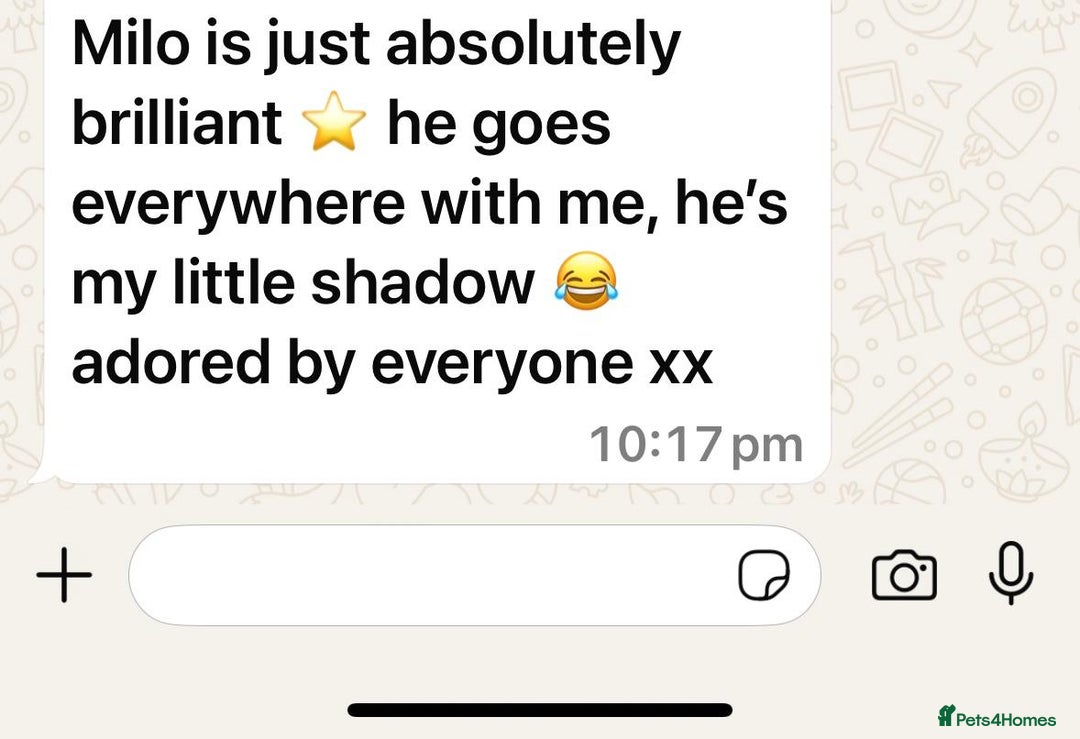 Golden Retriever dogs for sale: KC, Extensively Health tested Parents. Snow white - Image 33