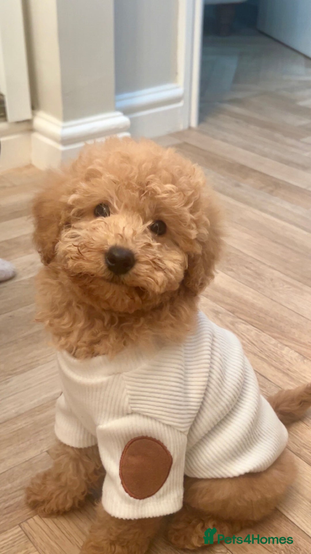 Miniature Poodle dogs for sale: 11 week old miniature poodle girl - Advert 1