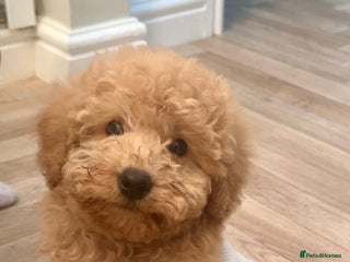 Miniature Poodle dogs 11 week old miniature poodle girl - Advert 3