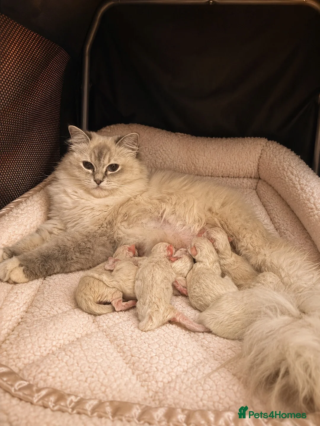 Ragdoll cats for sale: Outstanding Ragdoll Kittens✨Exceptional Quality - Advert 2