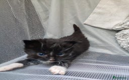 British Shorthair cats for sale: two girl kittens  - Image 8