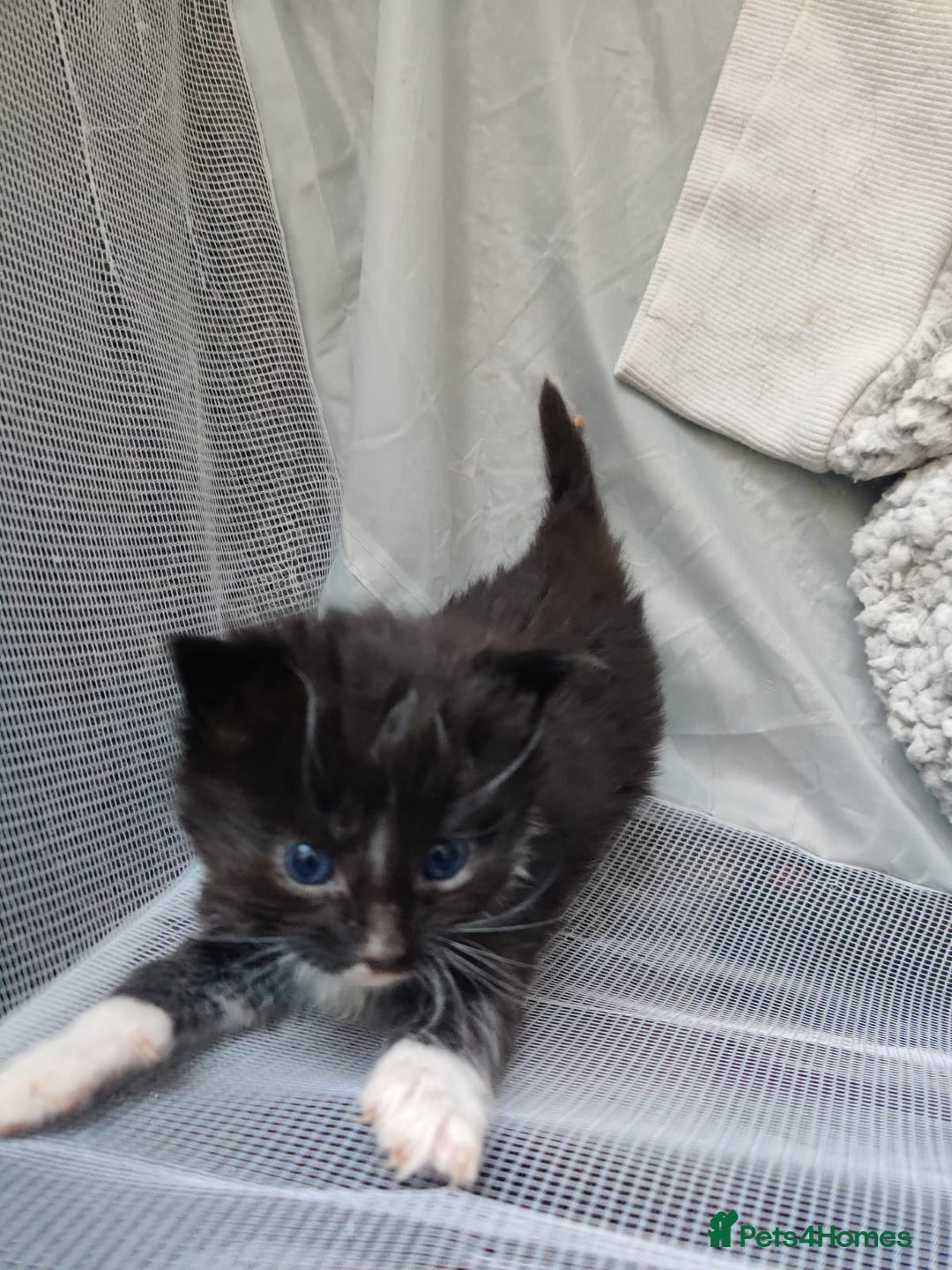 British Shorthair cats for sale: two girl kittens  - Image 8
