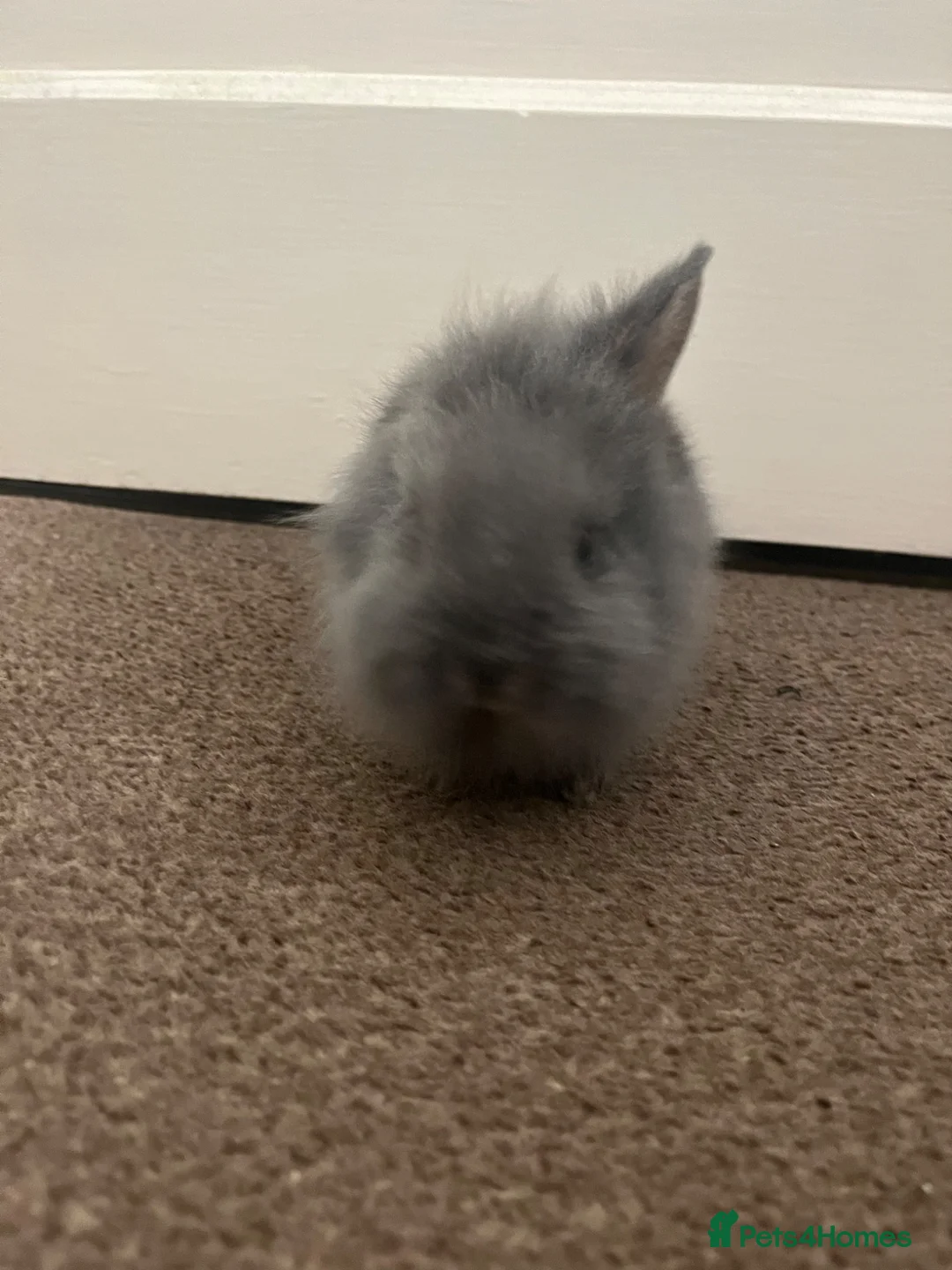 Rex rabbits for sale: lionhead + mini rex baby bunny for sale in Denbigh - Advert 2