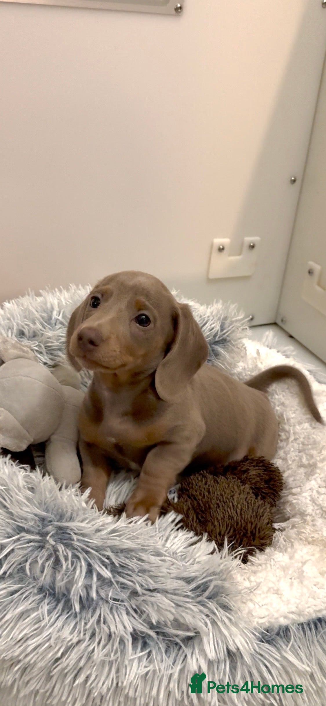 Miniature Dachshund dogs Quality long hair & smooth miniature Daxi puppy’s - Advert 12