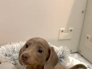 Miniature Dachshund dogs Quality long hair & smooth miniature Daxi puppy’s - Advert 12