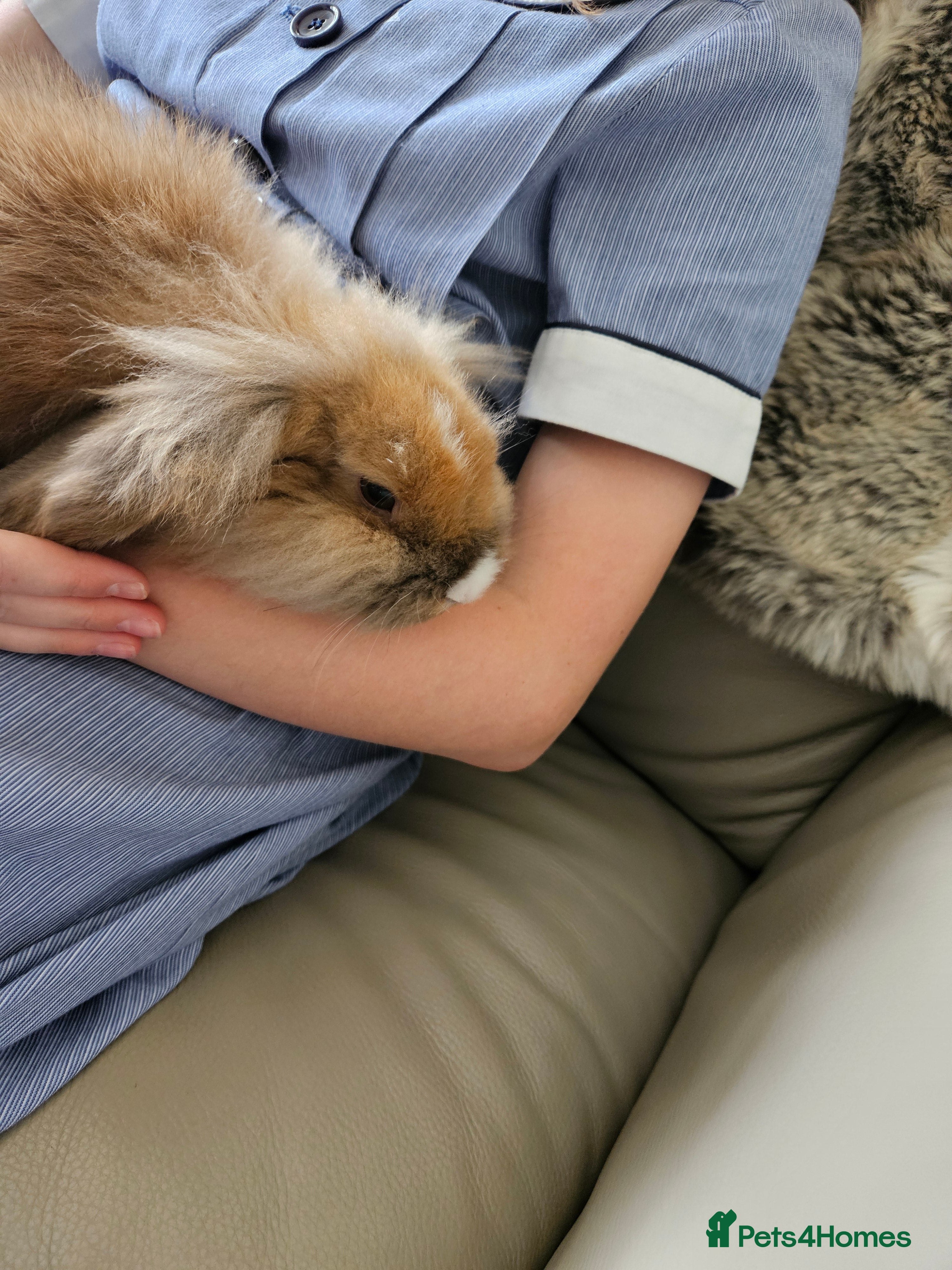 Lionhead rabbits Lovely lionhead rabbit  very friendly 💖 - Advert 19