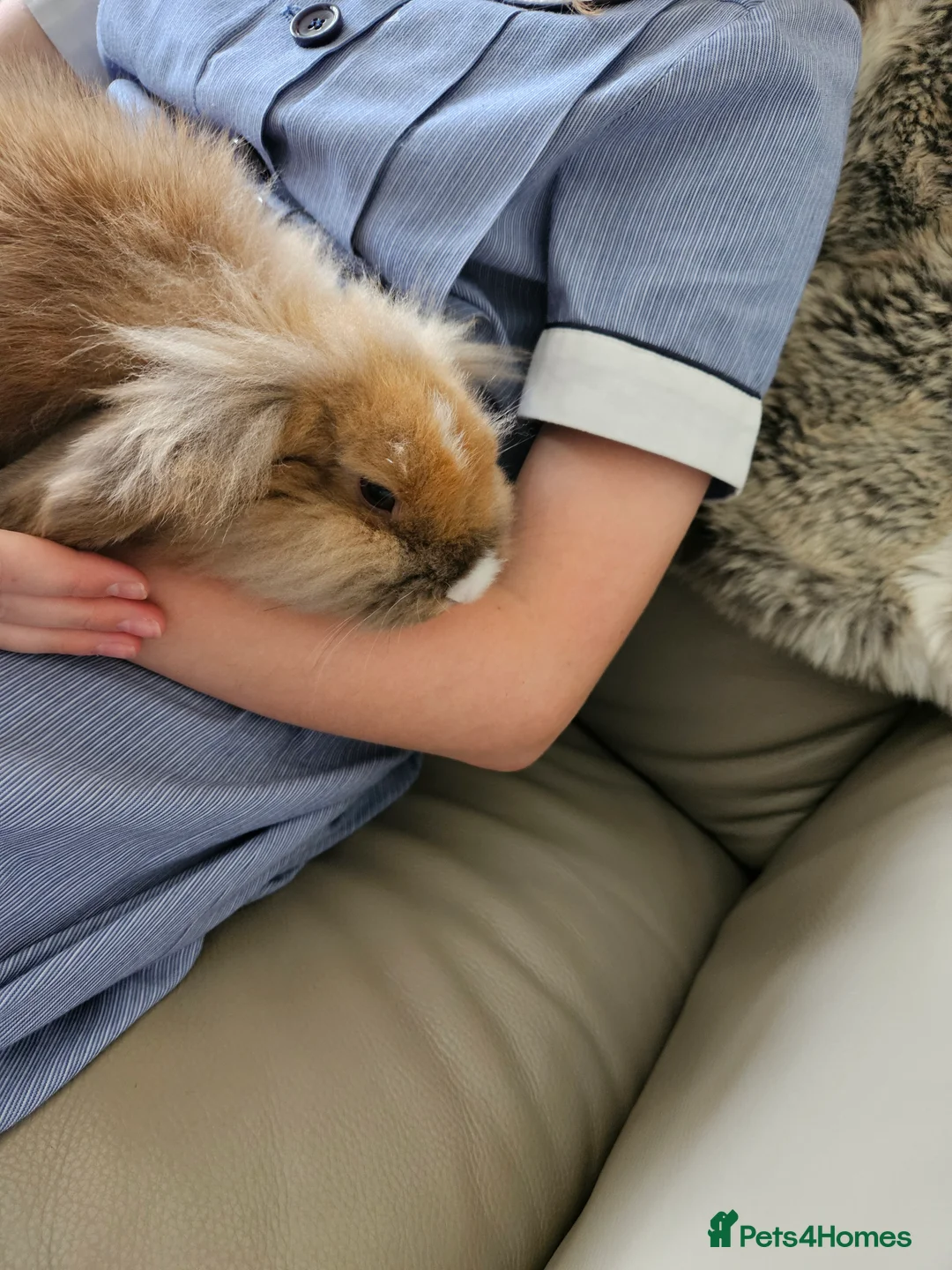 Lionhead rabbits for sale: 2 lovely lionhead rabbits for sale - Advert 2