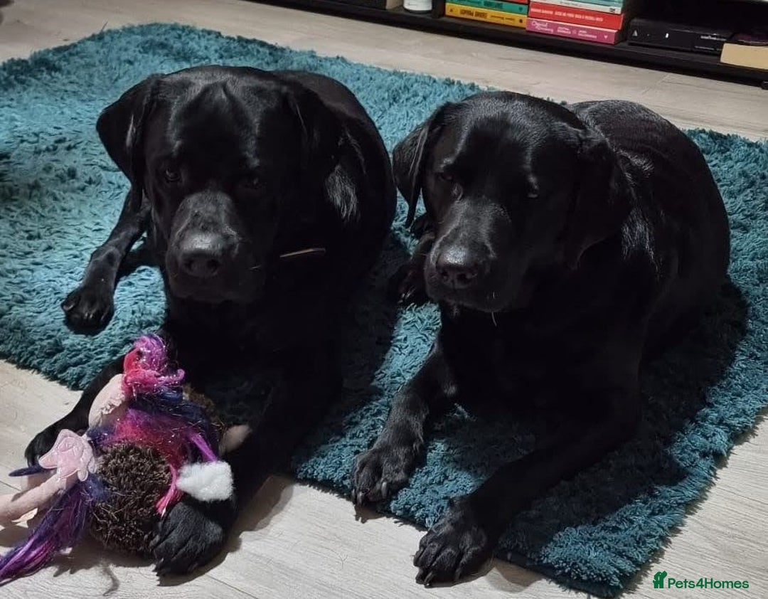 Labrador Retriever dogs for stud: Proven Fully DNA Tested for Stud in Harlow - Image 10