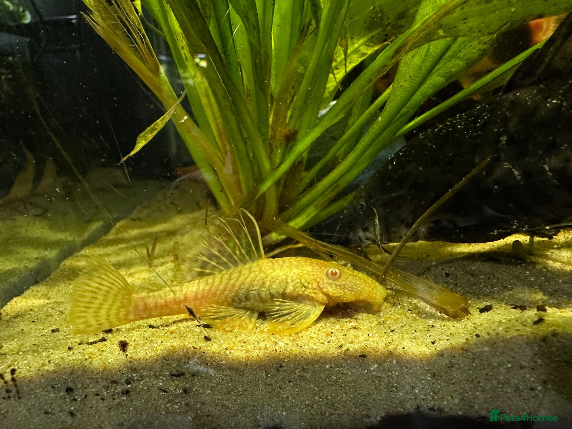 Plecos fish Albino bn plecs - Advert 7
