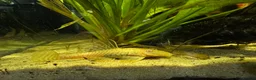 Plecos fish for sale: Albino bn plecs - Advert 1