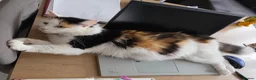 Mixed Breed cats for sale: Beautiful 9 Week Old Mixed Breed Kittens Ready Now - Advert 28