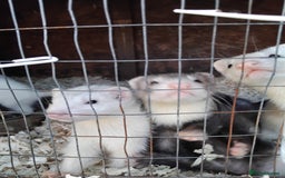 Ferret rodents for sale: Ferrets foe sale  - Image 2