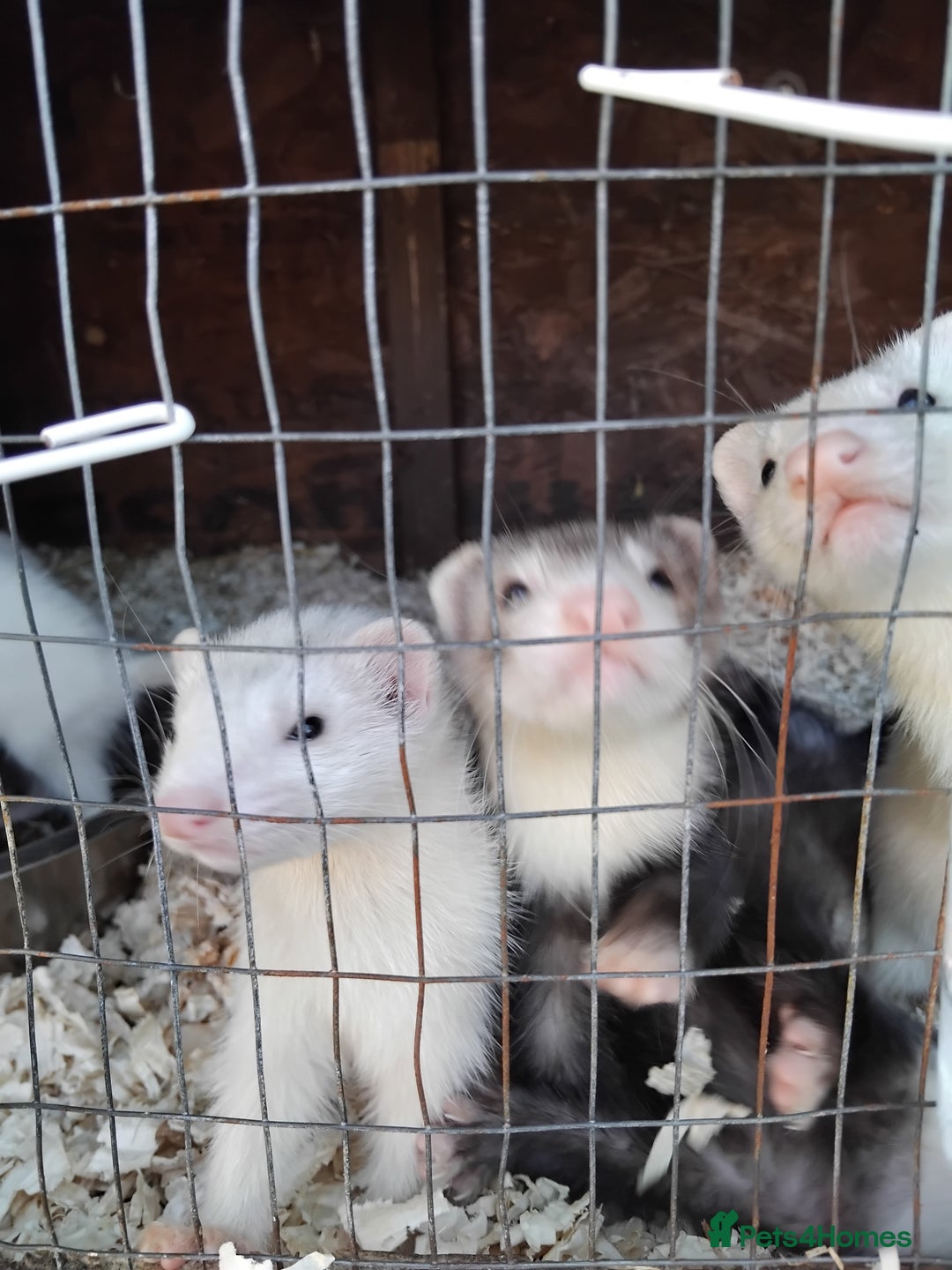 Ferret rodents for sale: Ferrets foe sale  - Image 2