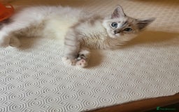 Ragdoll cats for sale:  ragdoll - Image 18