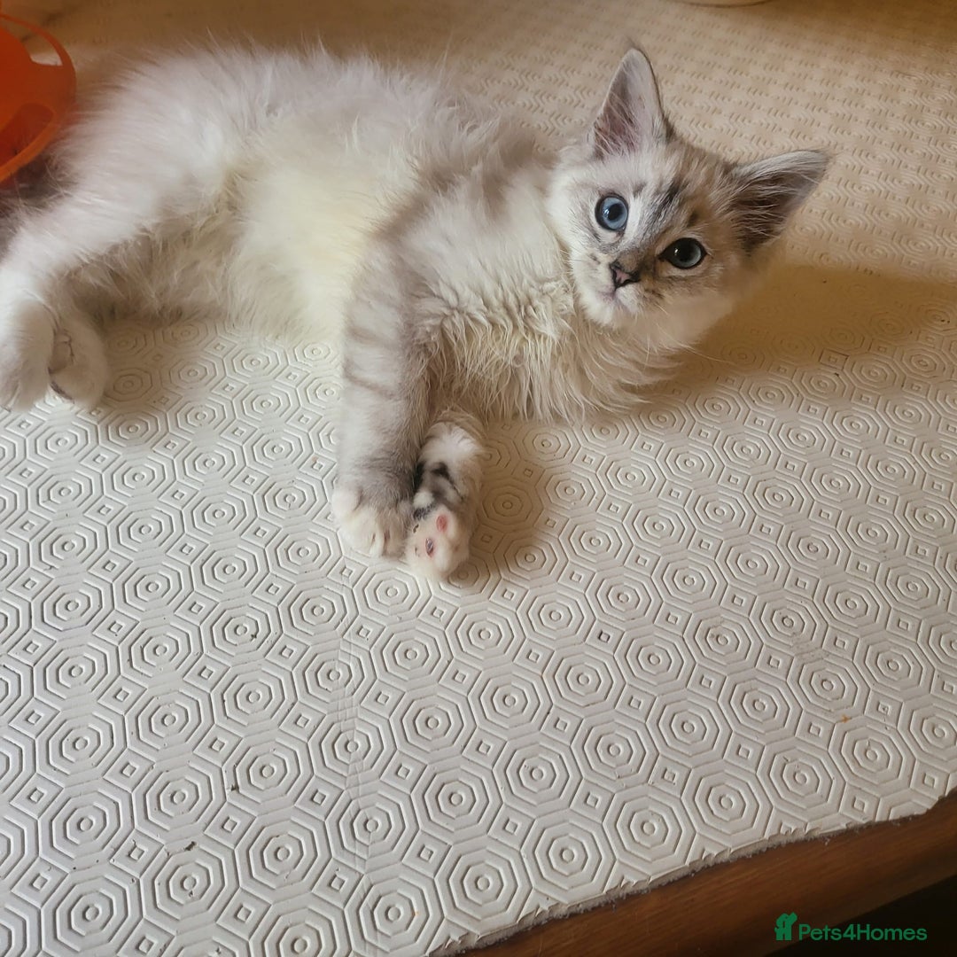 Ragdoll cats for sale:  ragdoll - Image 18