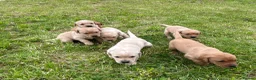 Labrador Retriever dogs for sale: Beautiful Litter of Labrador Puppies - Advert 5