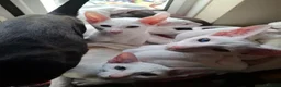 Oriental cats for sale: Adorable oriental kittens for sale - Advert 19