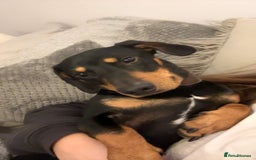 Dachshund dogs for sale: Ollie  - Image 6