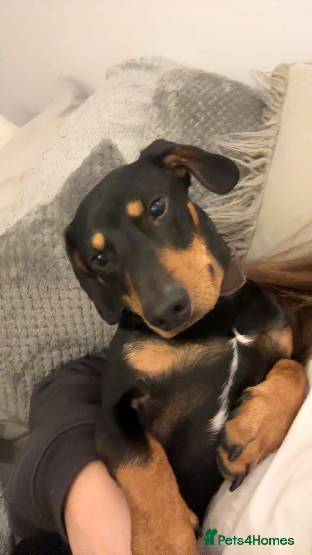 Dachshund dogs for sale: Ollie  - Image 6