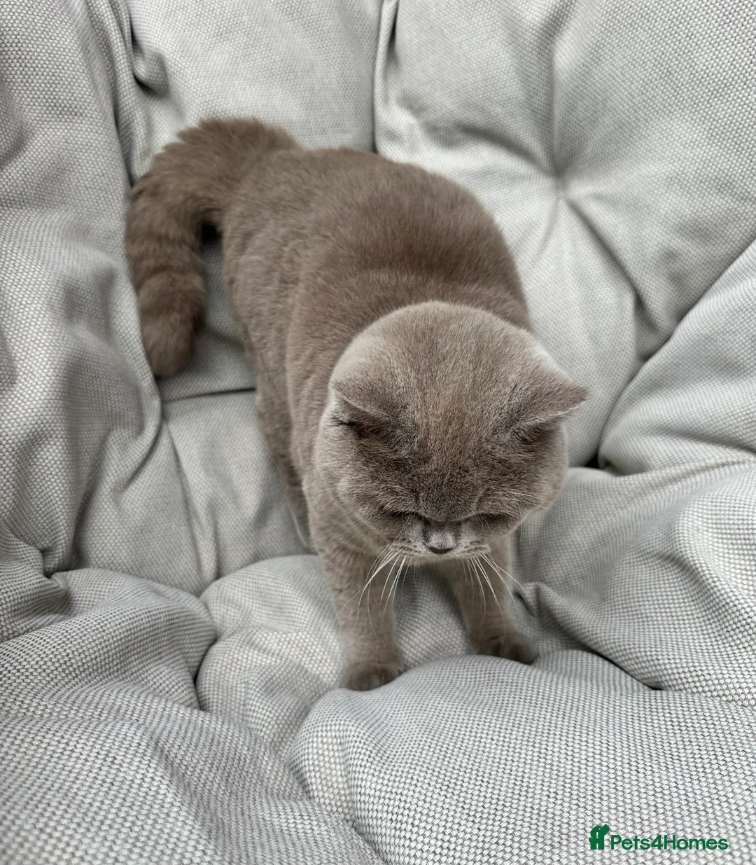 British Shorthair cats for sale: Ready British Shorthair Chunky Kittens - Advert 7