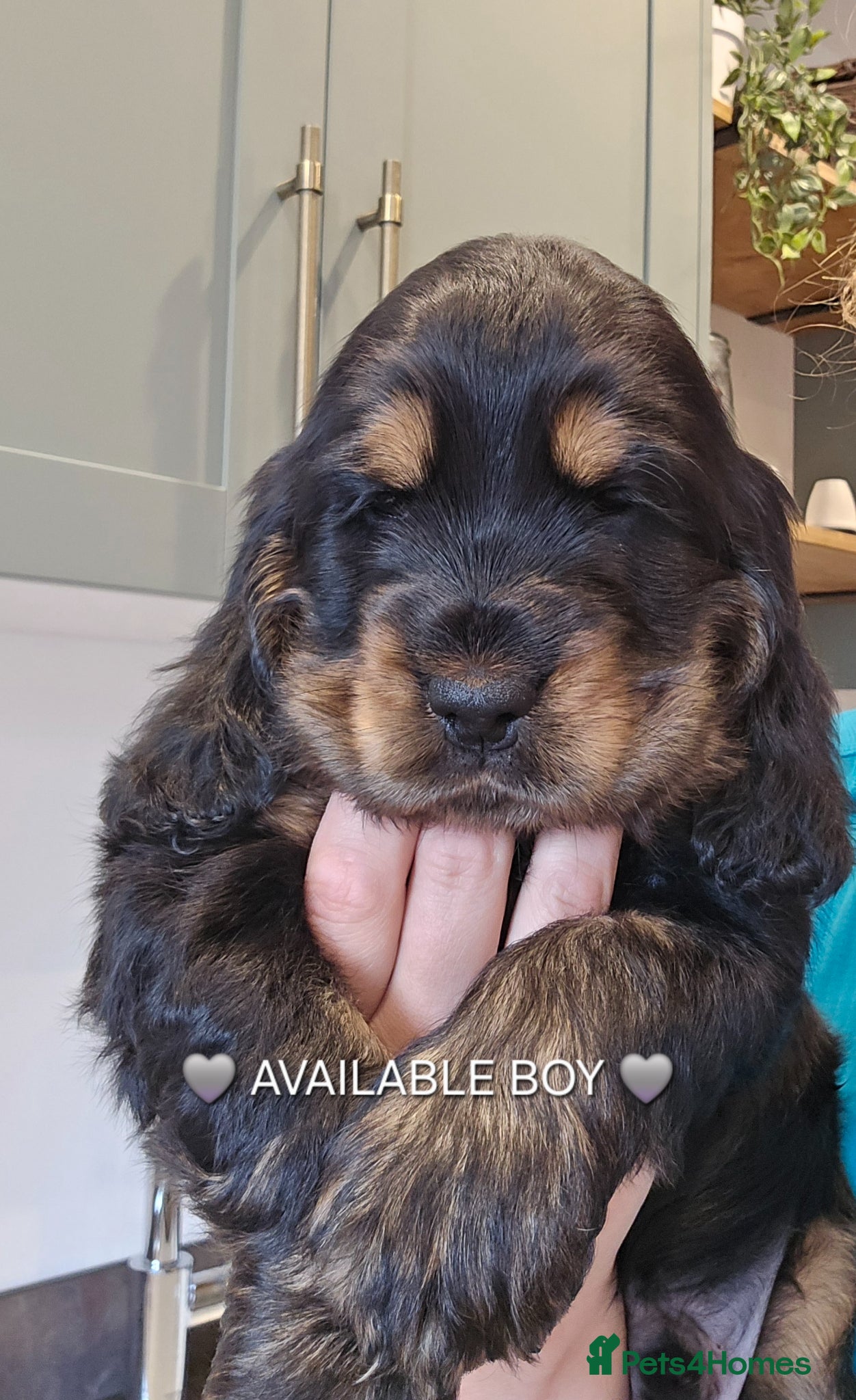 Cocker Spaniel dogs KC Reg Show Cocker Spaniel Puppy Black and tan - Advert 5