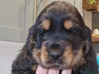 Cocker Spaniel dogs KC Reg Show Cocker Spaniel Puppy Black and tan - Advert 5