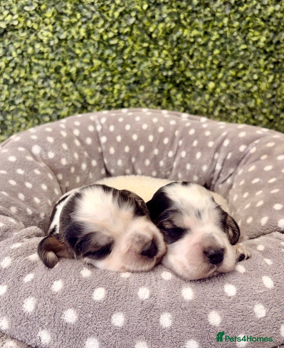 Cocker Spaniel dogs for sale: 🖤🤍 KC REG Show Cocker Spaniel Puppies For Sale - Advert 14