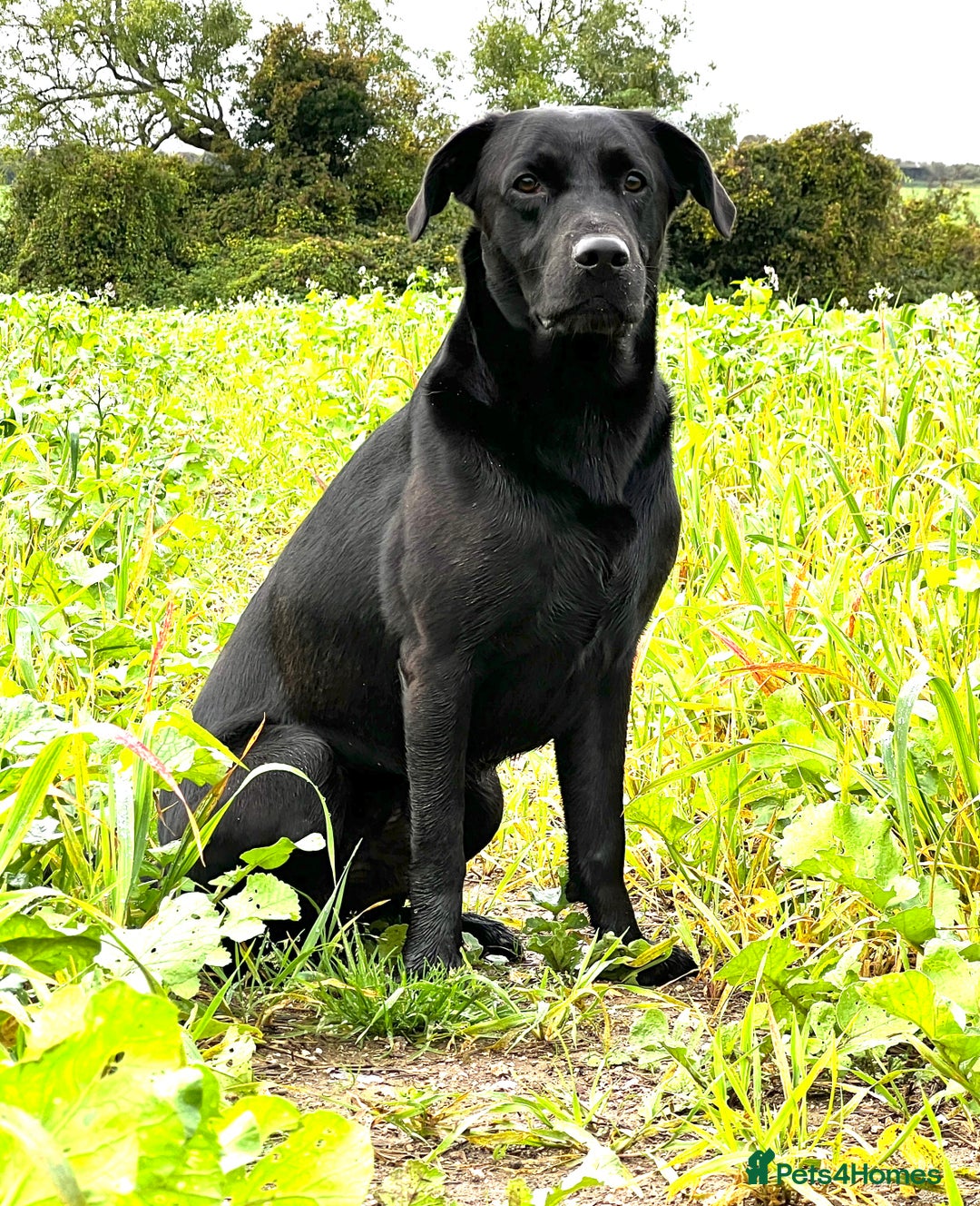 Mixed Breed dogs for sale: 1/4 Dalmatian x 3/4 Labrador  - Advert 3