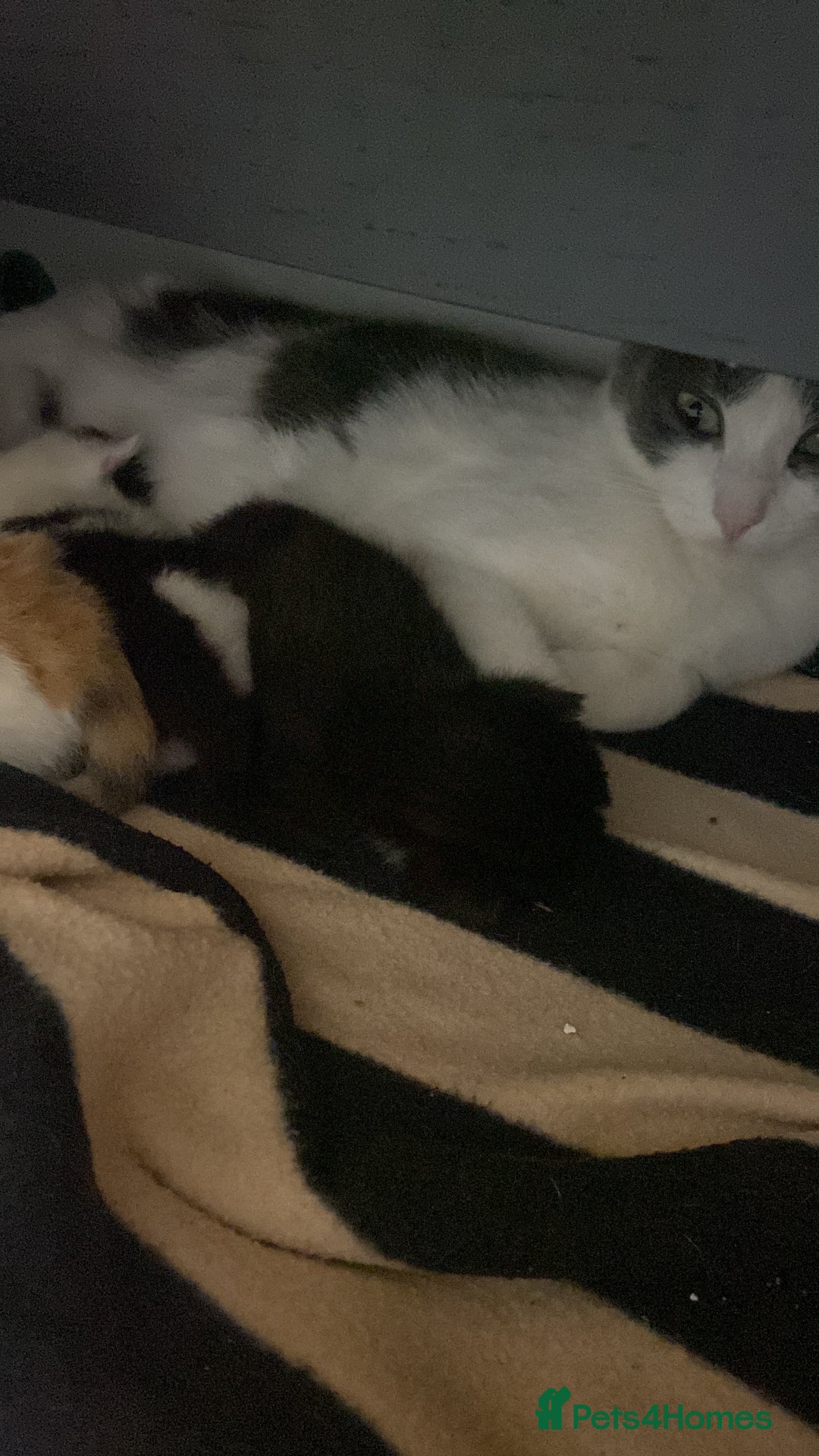 Mixed Breed cats for sale: Cute 4 kittens looking for loving home - Advert 8