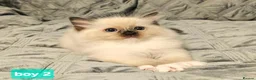 Ragdoll cats for sale: Stunning Ragdoll kittens 😸  - Advert 11
