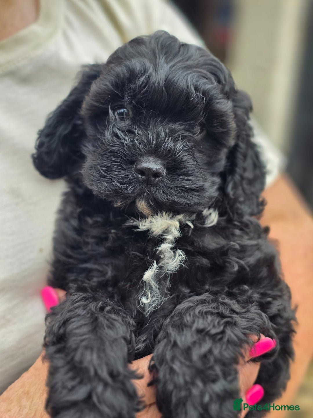 Cavapoo dogs for sale: Toy cavapoos  - Image 1