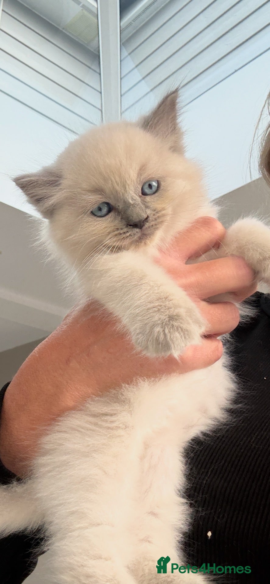 Ragdoll cats Full breed ragdoll kittens mink - Advert 1