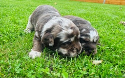 Labradoodle dogs for sale: Chocolate Merle Labradoodle Babies 🐾🐾🐾 - Image 9