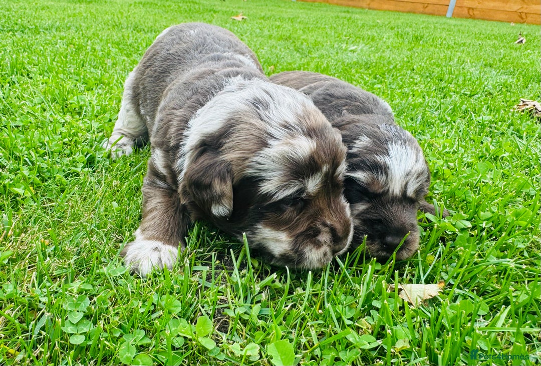 Labradoodle dogs for sale: Chocolate Merle Labradoodle Babies 🐾🐾🐾 - Image 9