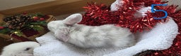 Mini Lop rabbits for sale: Beautiful Baby Purebred Mini Lops - Ready 15th Dec - Advert 9