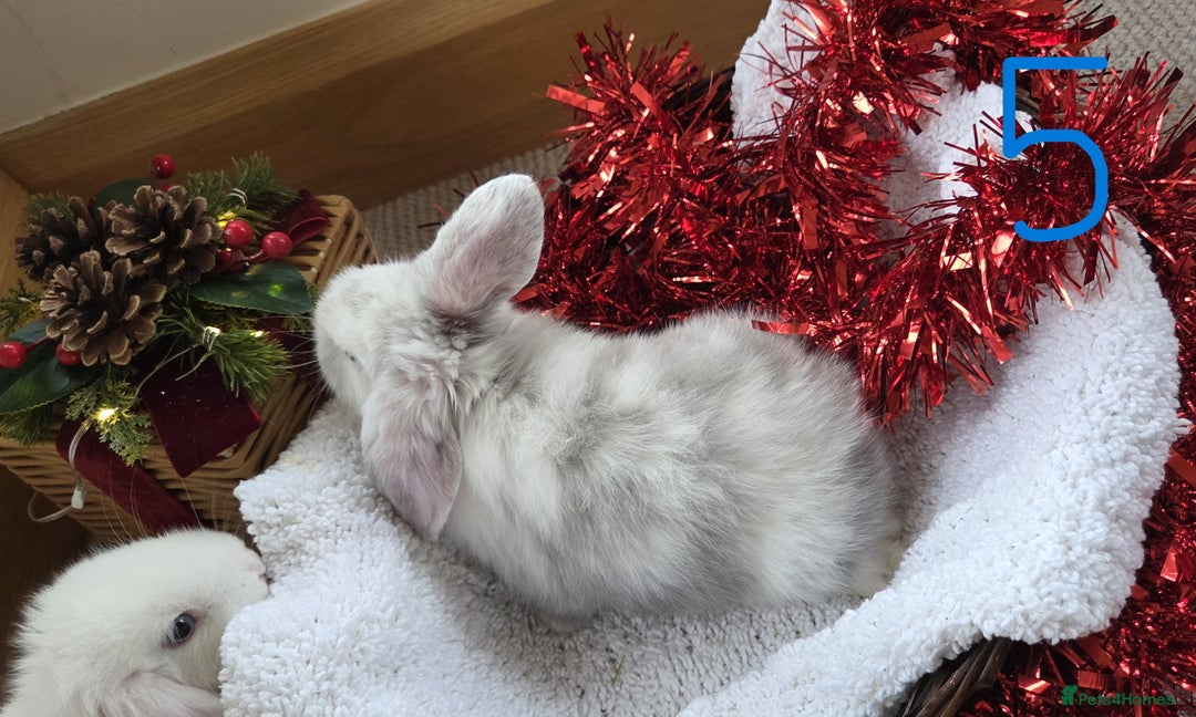 Mini Lop rabbits for sale: Beautiful Baby Purebred Mini Lops - Ready 15th Dec - Advert 9