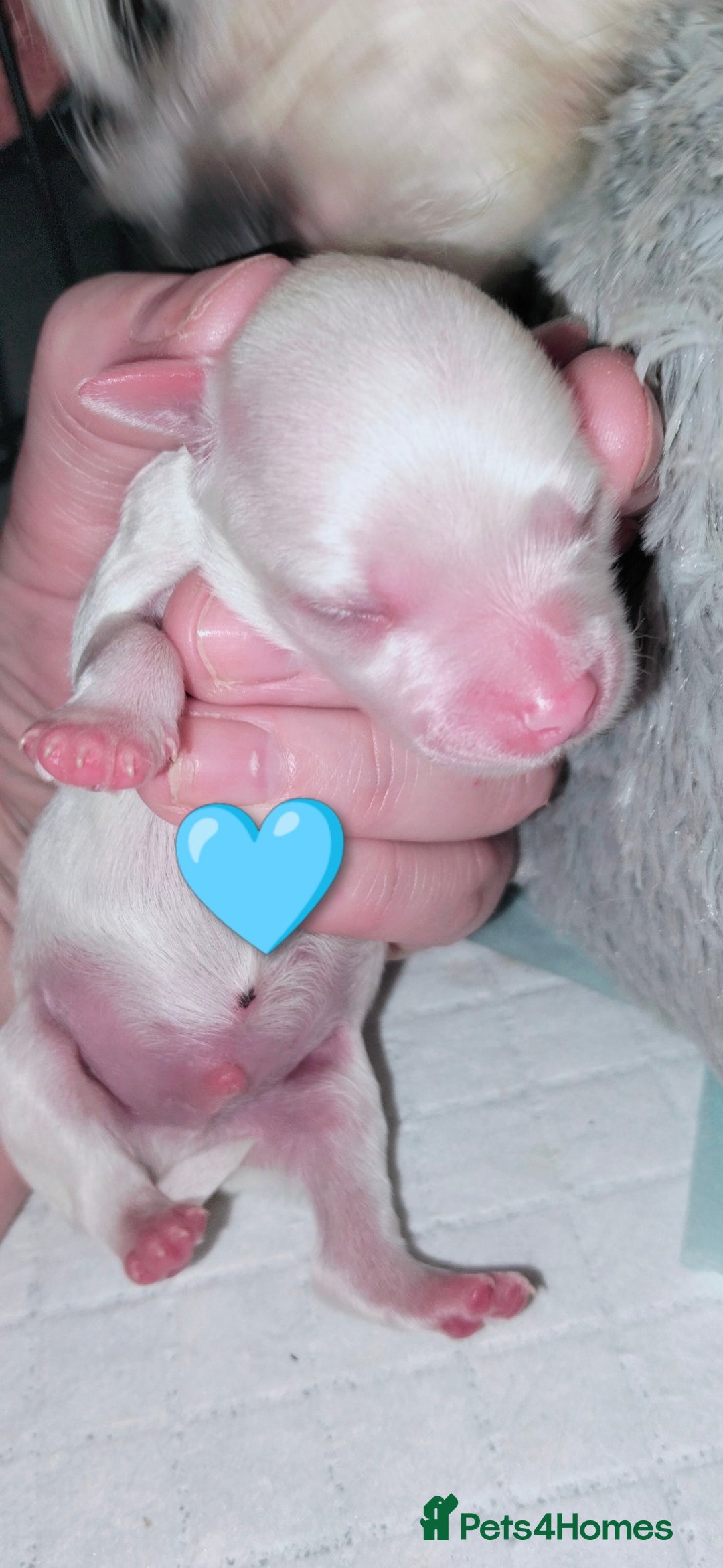 Maltese dogs for sale: Beautiful Maltese Puppies Hypoallergenic  - Advert 7