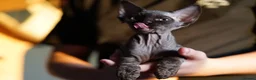 Devon Rex cats for sale: 🤎 Chocolate Devon Rex Boy Umber 🤎 - Advert 9