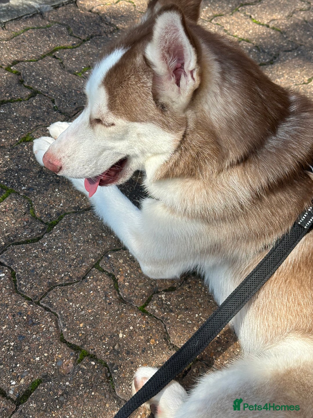 Siberian Husky dogs for sale: Hugo  - Image 4