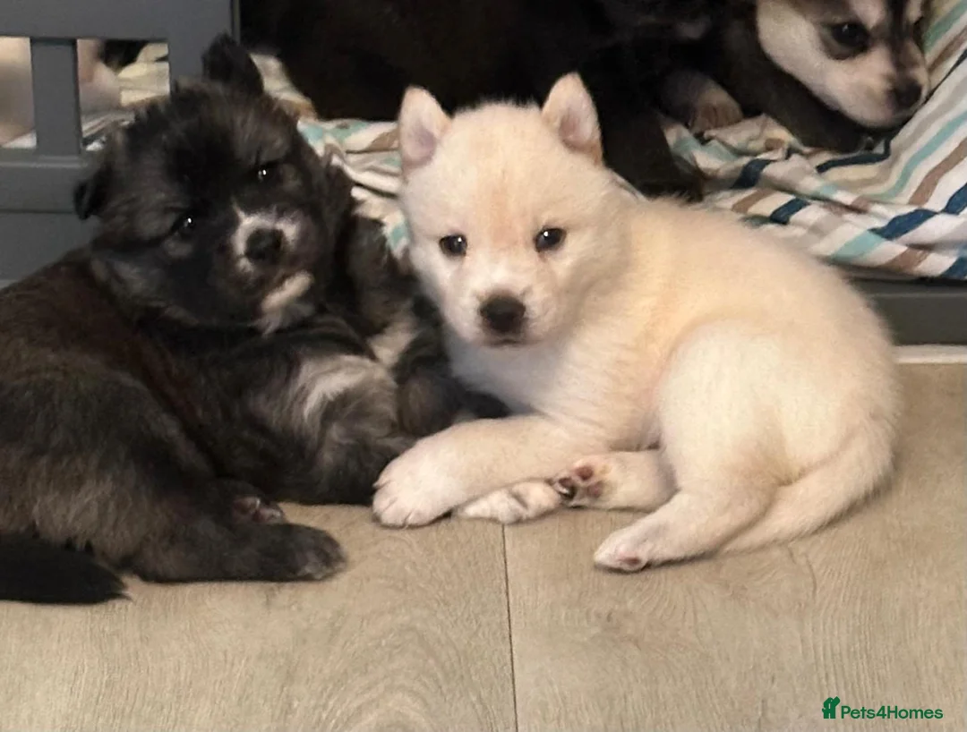Mixed Breed dogs for sale: adorable male Chowski pup for sale - Advert 15