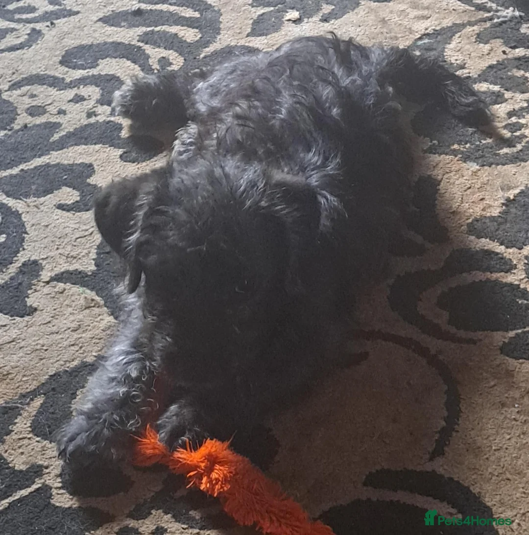Mixed Breed dogs for sale: cockerpoo x jack russel pups  - Advert 1